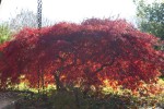 Garnet 27nov 24.jpg