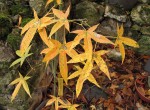 acer-serrulatum_241128a.jpg