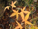acer-serrulatum_241128b.jpg