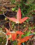 acer-serrulatum_241128c.jpg