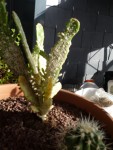 opuntia 1 nov. 2024.jpg