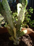 opuntia 2 nov. 2024.jpg
