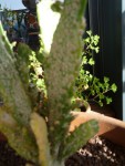 opuntia 3 nov. 2024.jpg
