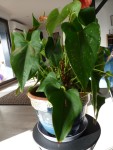 anthu.1 nov. 2024.jpg