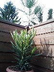 Le laurier et le chamaeops humilis cerifera