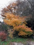 acerp000_241130ab.jpg