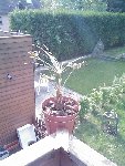 Le trachycarpus en Réa...