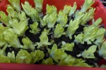 IMG_1854.jpeg