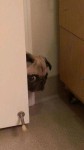 chien borderline.jpg