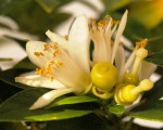 Citrus aurantium myrtifolia, nouaison (2).JPG