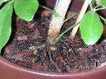schefflera.JPG