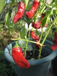piment paprika.JPG