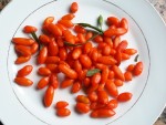GOJI CUEILLETTE MI OCTOBRE.jpg