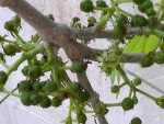 devinette--noyer ou pomme.jpg