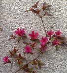 petitefleurrose.jpg