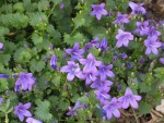 Campanula muralis.JPG
