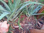 aloes vera -rejets.jpg