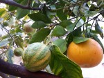 citron multigreffe.jpg