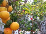 citronnier multigreffe.jpg