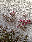 petitefleurrose2.jpg