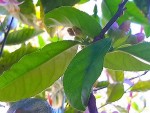CEDRAT ETROG SUR CIRON PANACHE.jpg