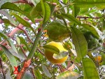 COMBAVA SUR POMELO.jpg