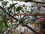 NAVEL WASHINGTONIA SUR CITRONIER.jpg