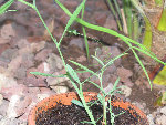 P4180019.2.jpg