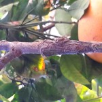 MANDARINIER SUR CITRONNIER VARIEGATA.jpg
