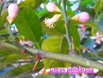 PENDEROSA DE 3 ANS EN FLEUR.jpg