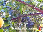 microcitrus sur pome.jpg