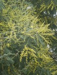 Mimosa