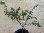 microcitrus-sanguin-et-yuzu.jpg