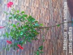 1 hibiscus a greffer.jpg