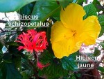 hibis schizopetalus corail et hibis jaune.jpg