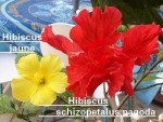 hibiscus multigreffé.jpg