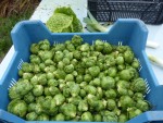 IMG_1902 (1).jpeg
