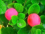 Prunes du Natal.jpg