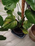 monstera.jpg