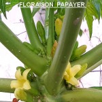 PAPAYER FLEUR EN HIVER.jpg