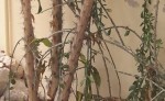 pereskia haw---épines.jpg