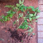 4 TOMATE SPONTAN2.jpg
