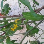 1 tomate  a sa deuxième année.jpg
