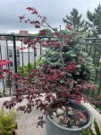 IMG_0558.jpeg