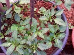 2-piments pousses.jpg