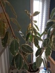 IMG_20250126_134625.jpg