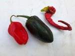 piment semis.jpg