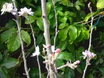 POMMIER FLORAISON D HIVER.jpg