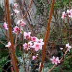 nectarinier-floraison en hiver.jpg