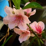 PËCHER FLEUR EN HIVER.jpg